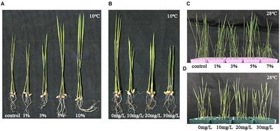 Biochar’s Leacheates Affect the Abscisic Acid Pathway in Rice Seedlings Under Low Temperature